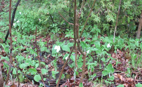 Close-up of trilliums in wooded area