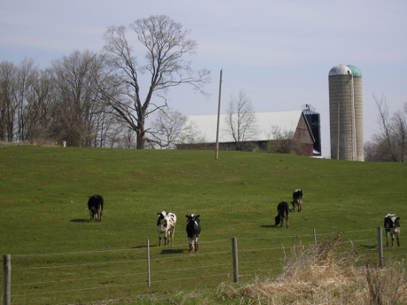 Curious grazing cows with barn and silo in the background