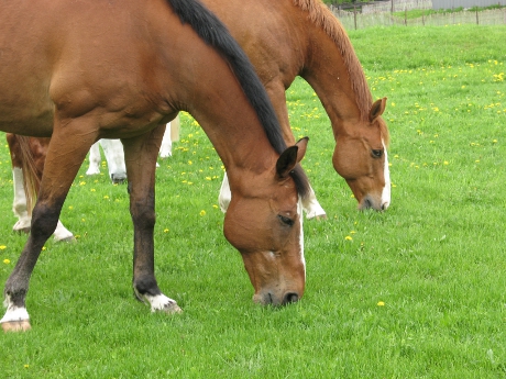 Close-up of two horses grazing near the trail